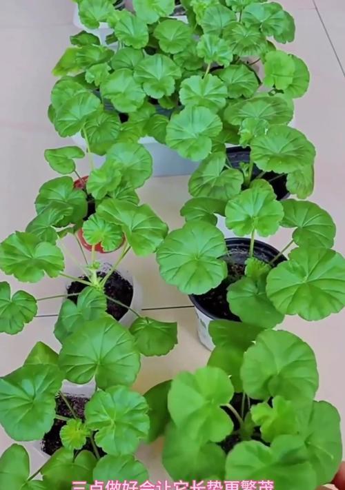 天竺葵一米以上苗怎么养？高大植株的养护技巧？
