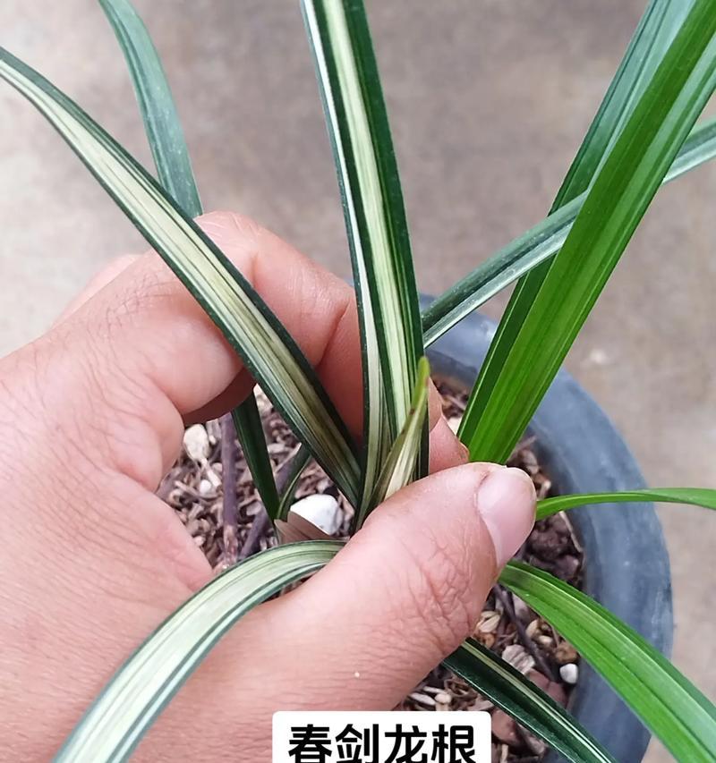兰花龙根栽培的关键技术要点是什么？