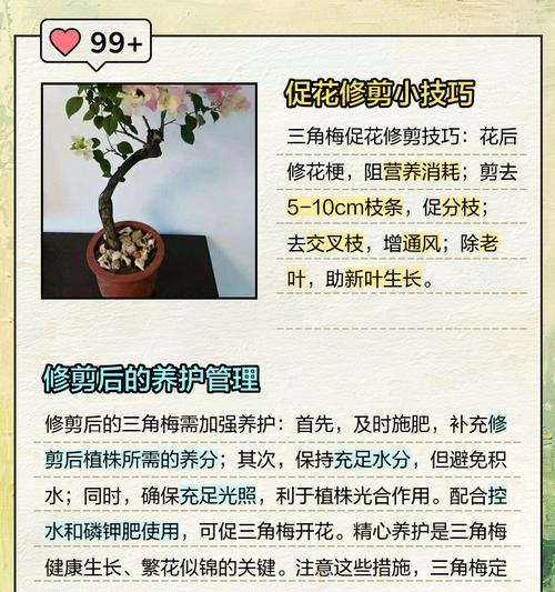 三角梅苗地栽怎样才能更美观？地栽三角梅的技巧有哪些？