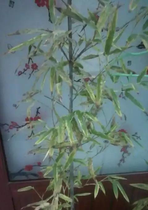 紫竹叶子枯萎发黄的处理方法是什么？