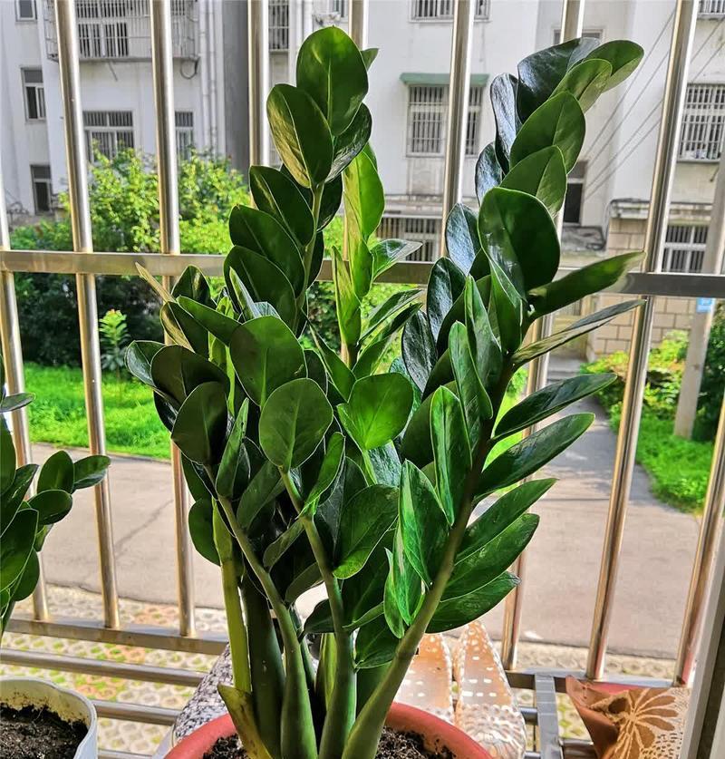 向阳阳台适合种植哪些花卉？旺宅花卉的选择与养护技巧是什么？