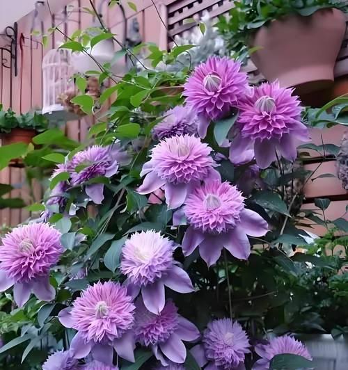 向阳阳台适合种植哪些花卉？旺宅花卉的选择与养护技巧是什么？