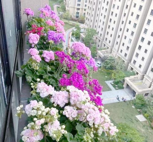 向阳阳台适合种植哪些花卉？旺宅花卉的选择与养护技巧是什么？