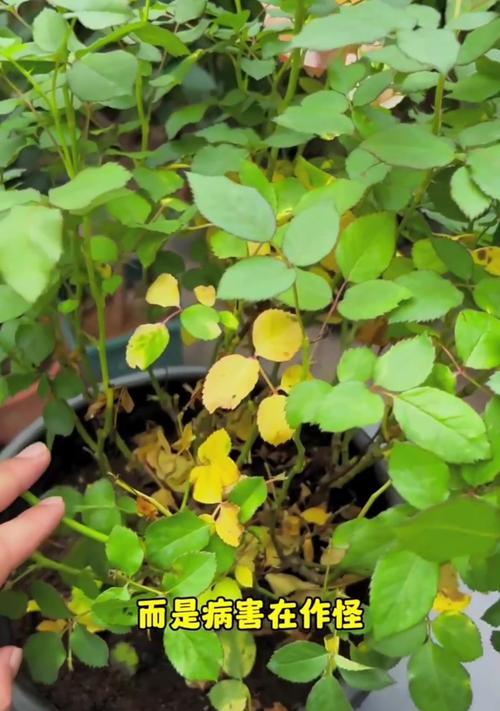 月季叶子发黄掉落的原因及解决方法？