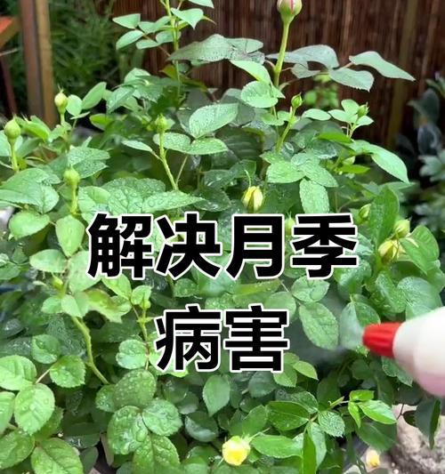 月季叶子发黄掉落的原因及解决方法？
