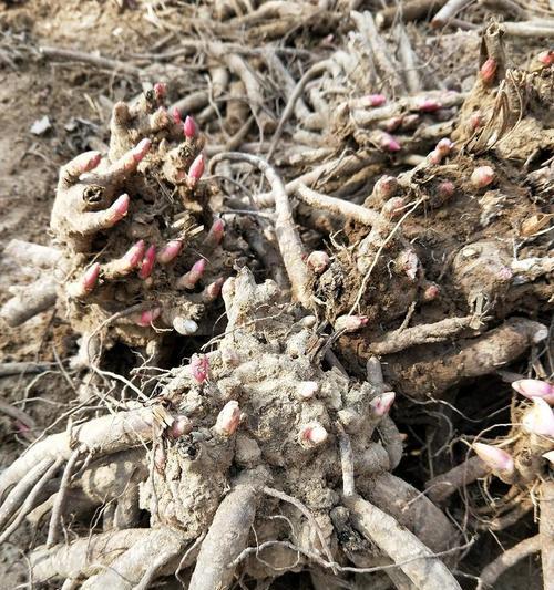 赤芍叶子发黄死苗怎么办？如何有效预防和处理？