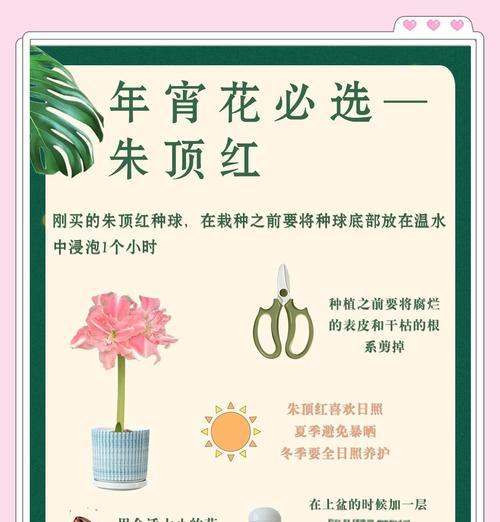 朱顶红为什么要杆子高？如何正确支撑朱顶红？