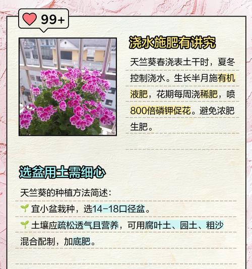 天竺葵穴盘苗的正确养护方法是什么？