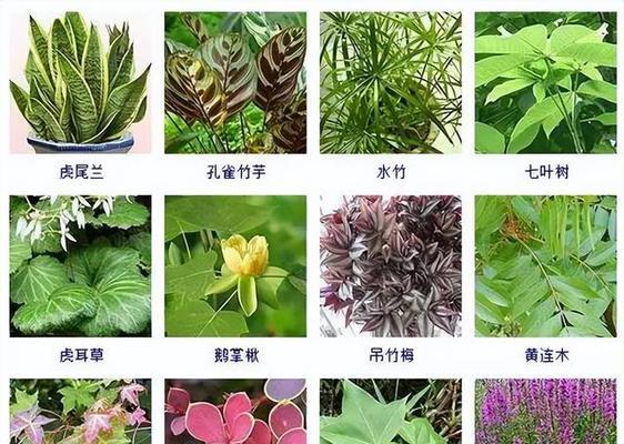 油葱观赏植物种类有哪些？