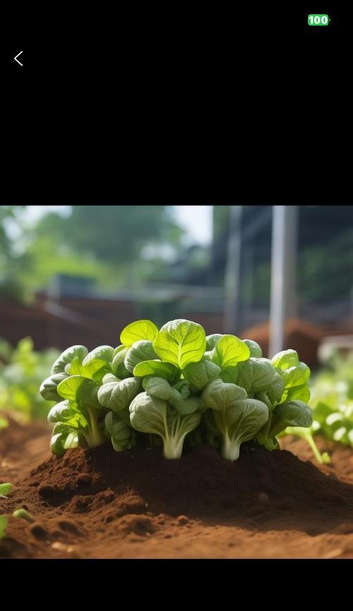 油葱观赏植物种类有哪些？