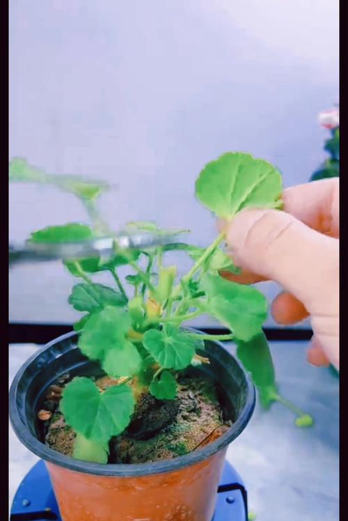 怎样摆放天竺葵才能更美观？