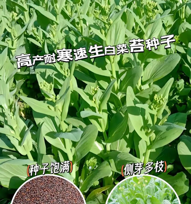 白菜苔播种的最佳时间是什么时候？