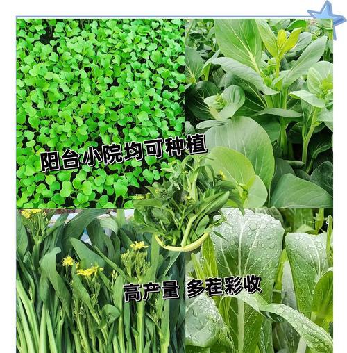 白菜苔播种的最佳时间是什么时候？