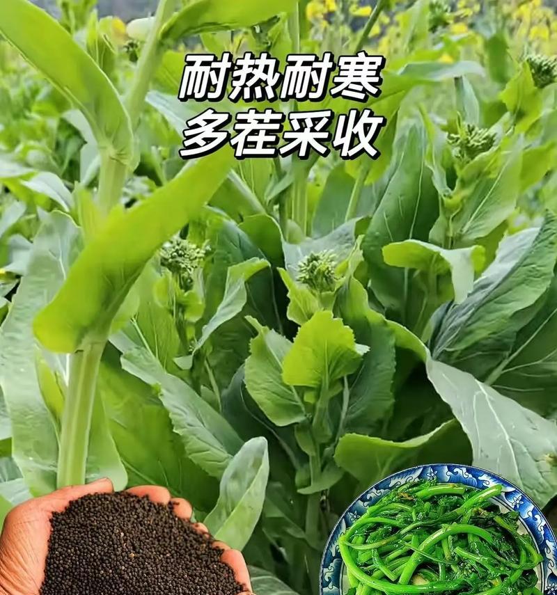 白菜苔播种的最佳时间是什么时候？