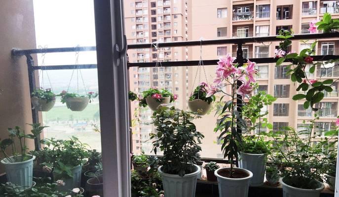 阳台两侧适合种植哪些花卉品种？