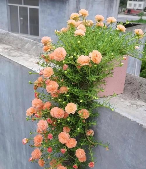 阳台两侧适合种植哪些花卉品种？