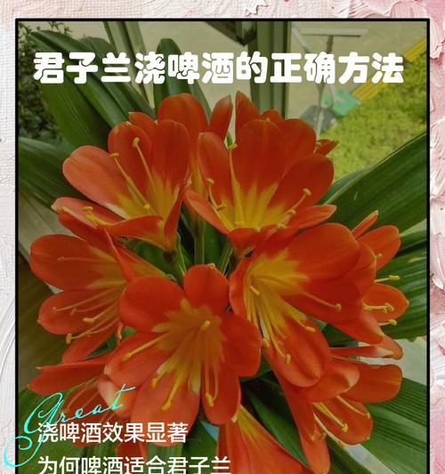 君子兰浇水浇什么样的？如何正确进行浇水？