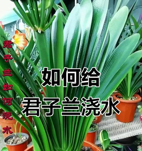 君子兰浇水浇什么样的？如何正确进行浇水？