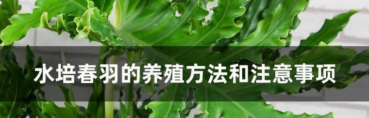 水培春羽叶子发黄的解决方法是什么？
