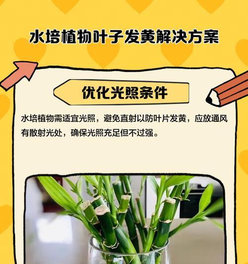 水培春羽叶子发黄的解决方法是什么？
