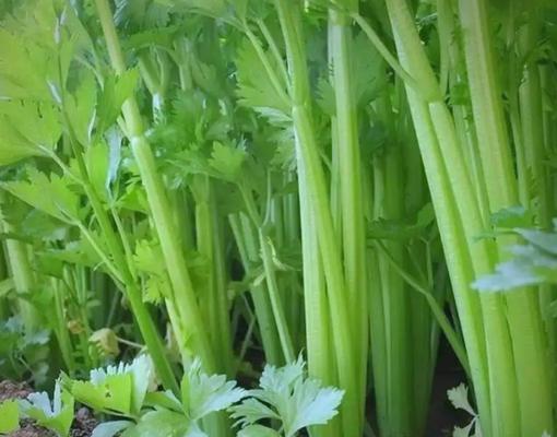 芹菜避光栽培的技术要点是什么？如何实现芹菜的避光栽培？
