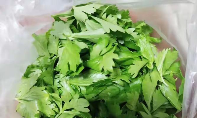 芹菜避光栽培的技术要点是什么？如何实现芹菜的避光栽培？
