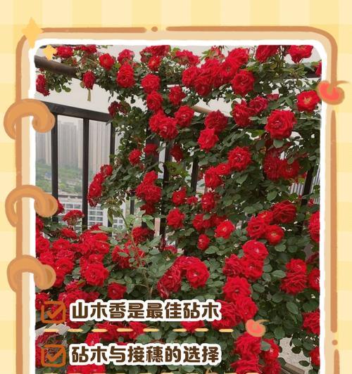 楼顶月季的搭建架子方法是什么？如何保持其稳定性？
