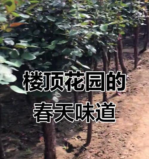 楼顶月季的搭建架子方法是什么？如何保持其稳定性？