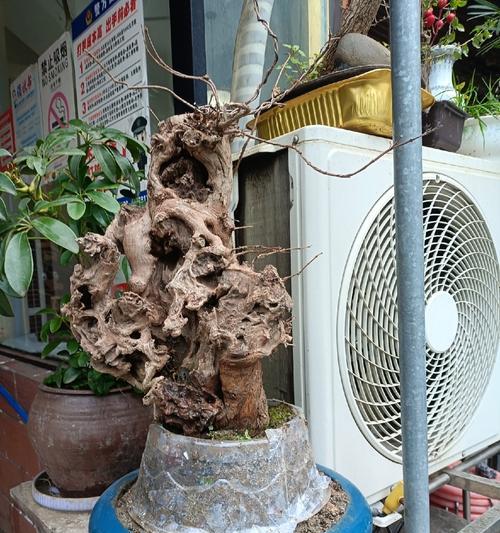 黄荆树盆景出现问题如何挽救？
