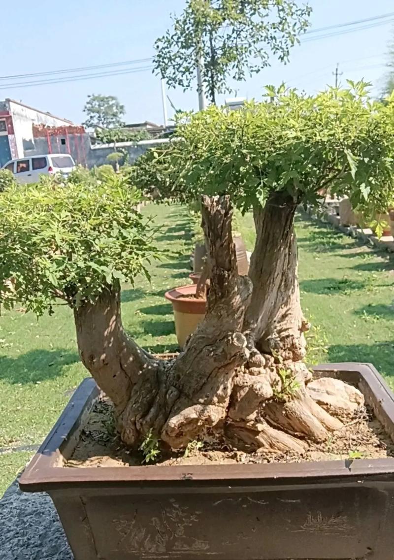 黄荆树盆景出现问题如何挽救？