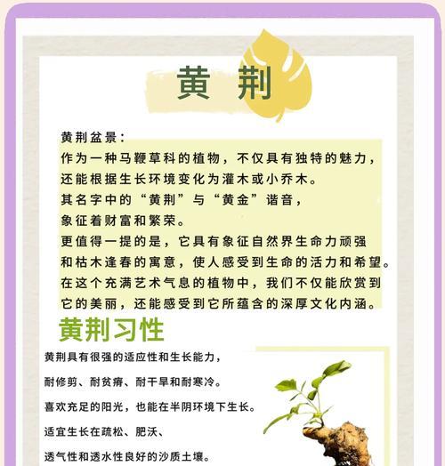 黄荆树盆景出现问题如何挽救？