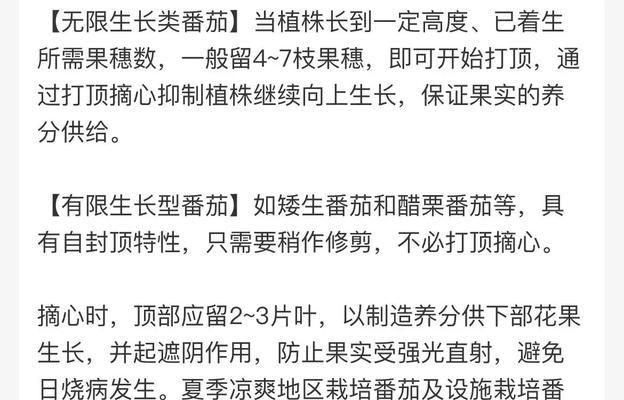 浙江阳台种植番茄的最佳播种时间是什么时候？
