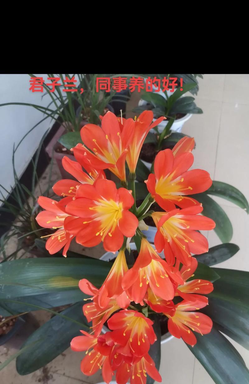 家里大盆君子兰怎么摆放？有什么建议？