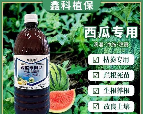 深色西瓜叶子黄化问题如何解决？