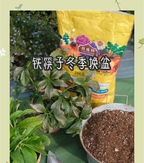 铁线莲瓷盆换盆的正确步骤是什么？需要注意什么？