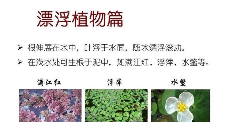 常见的大型水生植物有哪些？它们的生长环境是什么？
