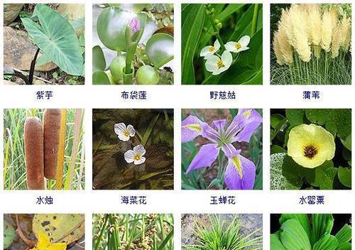常见的大型水生植物有哪些？它们的生长环境是什么？