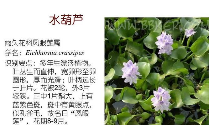 常见的大型水生植物有哪些？它们的生长环境是什么？
