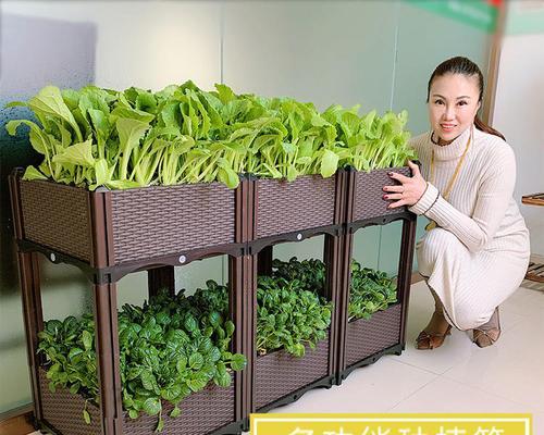 高丽花叶子发黄是什么原因？如何有效处理？
