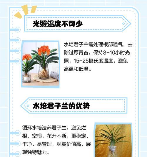 君子兰扎根的正确方法是什么？