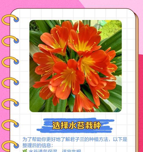 君子兰扎根的正确方法是什么？