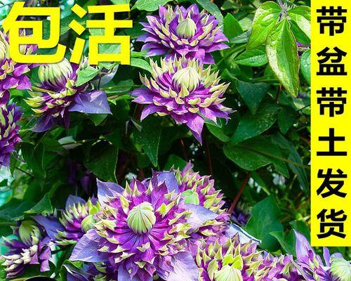 铁线莲大苗上花架的处理方法是什么？