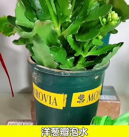 自制绿植肥料方法？家庭绿植肥料如何自制？