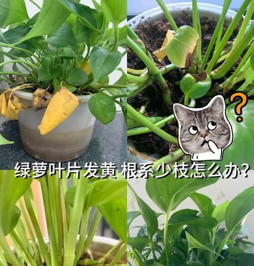 自制绿植肥料方法？家庭绿植肥料如何自制？