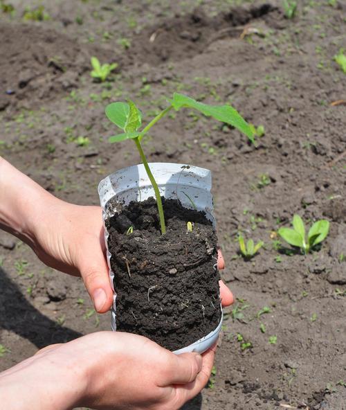 自制绿植肥料方法？家庭绿植肥料如何自制？