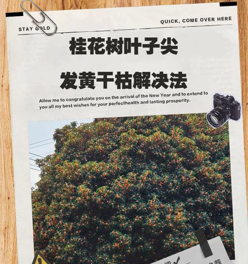 树叶子头部发黄应该怎么办？