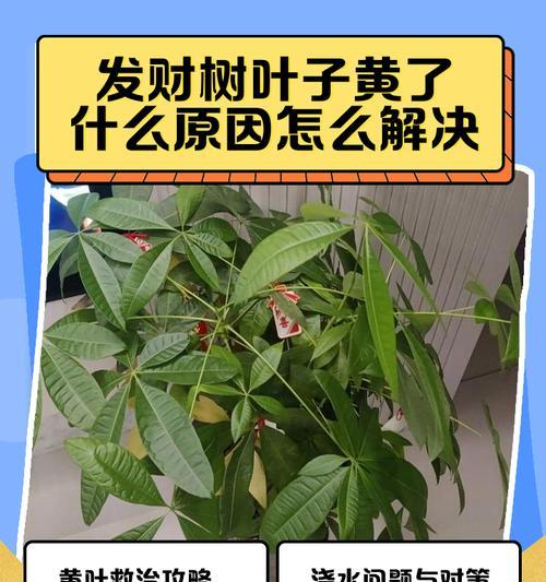 树叶子头部发黄应该怎么办？