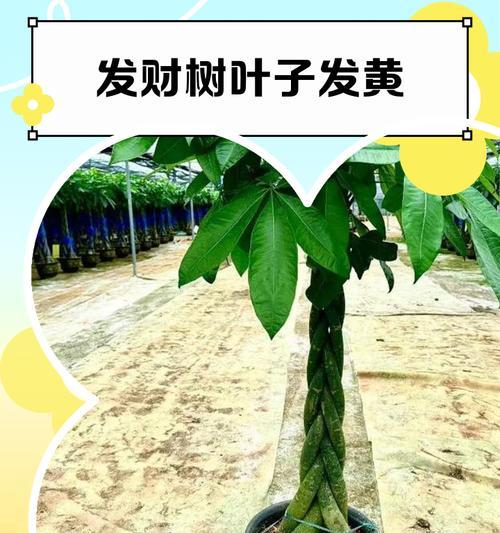 树叶子头部发黄应该怎么办？