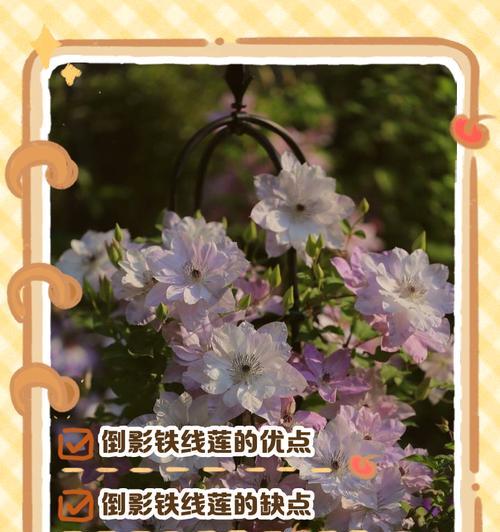 铁线莲倒影的架子搭建方法是什么？