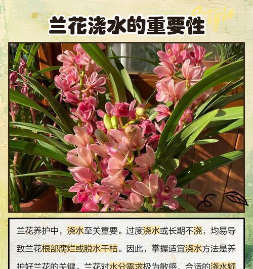 兰花分盆后如何正确浇水？有哪些注意事项？